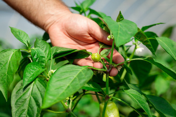 Farmer harvested ripe peppers in a greenhouse