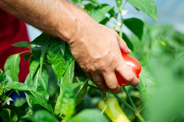 Farmer harvested ripe peppers in a greenhouse