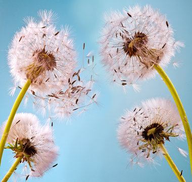 Dandelion seeds: Hopes, wishes and dreams: We fly away to fulfill wishes :)