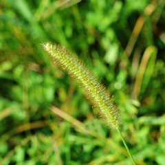 Green grass background