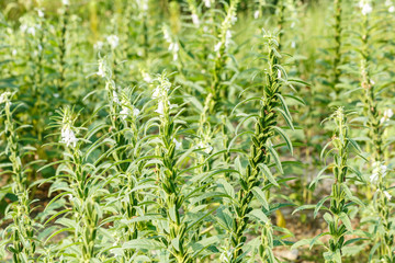 Sesame seed plants in the area of farmland