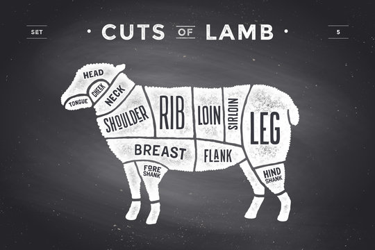 Cut of beef set. Poster Butcher diagram and scheme - Lamb