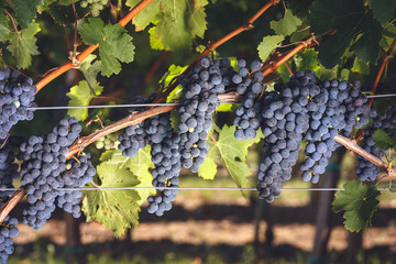 Cabernet Franc grapes on vine growing in a vineyard at sunset time