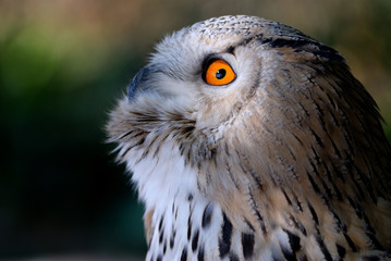 Great owl. Bubo bubo.