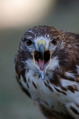 Buzzard. Buteo Buteo.