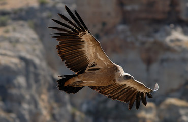 Gyps fulvus. Buitre leonado