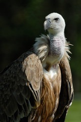 Gyps fulvus. Buitre leonado