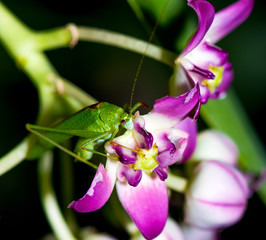 Katydid with pink eyes and long antenna  feeding on petals of milkweed flower.
