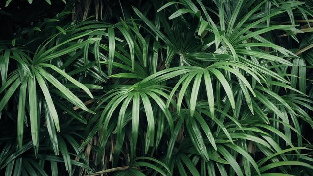 Jungle Plants In Gentle Breeze