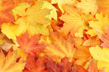 Colorful maple leaves as background