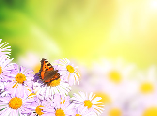 Butterfly on flower