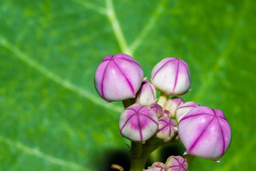 Milkweed flower pods yet to bloom, against green background