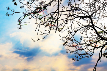 abstract Beautiful flower color celebrate,dry tree