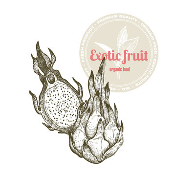 Vector image of exotic fruit dragonfruit isolated on white background. Illustration vintage style engraving. White and black.