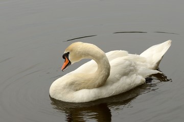 Fototapeta premium Lone Swan on the lake.