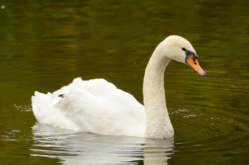 A lone Swan swims.