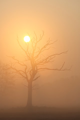 Alter kahler Baum bei Sonnenaufgang