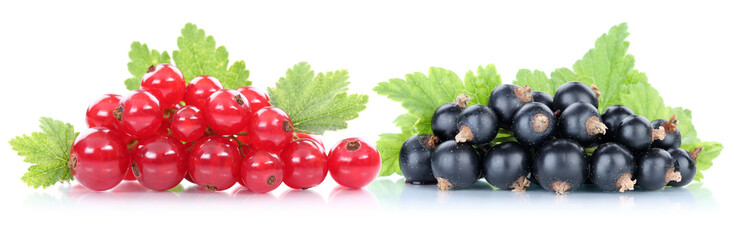 Rote und schwarze Johannisbeeren Johannisbeere Früchte Beeren © Markus Mainka