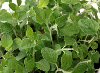 oregano as ragrant and tasty spice