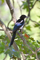 Magpie, bird on a tree