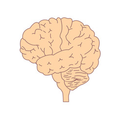 Isolated brain side view. Illustration of human brain for medical design, study or concept for logo design. Easy recolor.