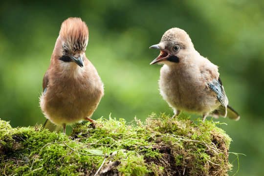 Jay Bird Mother With Young Chick