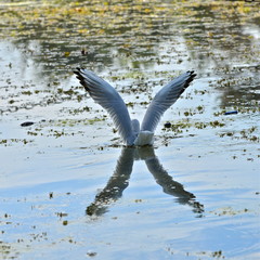 Gull diving