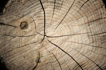 Wood cut background