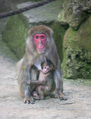 Fototapeta premium baby monkey with mother monkey zoo Africa mammal animal
