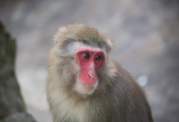 Fototapeta premium monkey zoo Africa mammal animal