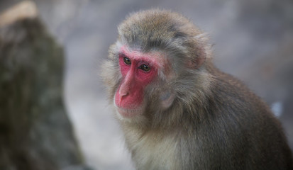 Fototapeta premium monkey zoo Africa mammal animal