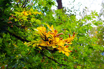 autumn leaves