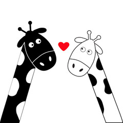 Cute cartoon black white giraffe boy and girl heart. Camelopard couple on date. Funny character set. Long neck. . Happy family. Love greeting card with little hearts. Flat design. Isolated.