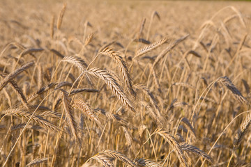 Golden wheat field, harvest and farming background