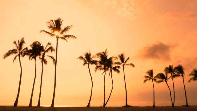 Tropical palm trees and Hawaii sunset. Tropical sunset sky with palm trees silhouette in Hawaii.