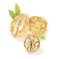 Isolated watercolor walnut. Healthy vegetarian food with vitamins. Ripe and fresh nut.