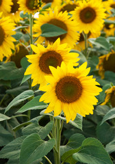 Obraz premium Field with sunflowers