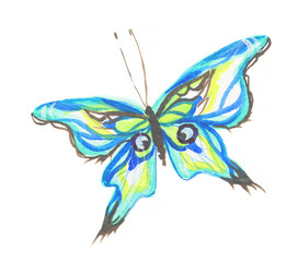 Isolated watercolor colorful butterfly on white background. Beautiful fragile creature for decoration. Wings with pattern.