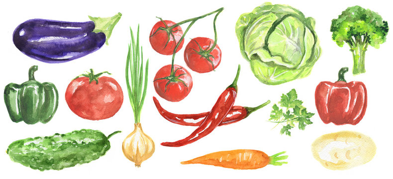 Watercolor vegetables set. Fresh and healthy vegetables on white background. Great source of vitamin. Eggplant, tomato, chili and more.