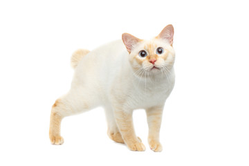 Funny Breed Mekong Bobtail Cat Blue eyed, Standing and Staring in Camera Isolated White Background, Color-point Fur
