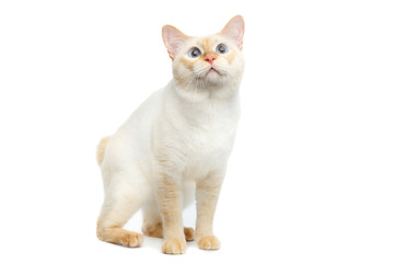 Fototapeta na wymiar Beautiful Breed Mekong Bobtail Cat with Blue eyes Sitting and Curious Looking, without tail on Isolated White Background, Color-point Fur