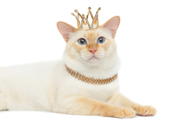 Close-up Beautiful Breed Mekong Bobtail Cat Blue eyed, Lying with Crown on Head, Isolated White Background, Color-point Fur