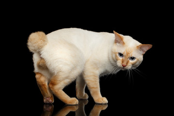 Curious Breed Mekong Bobtail Cat Blue eyed, Standing and sit down, Isolated Black Background, Color-point Fur, without tail, Back view