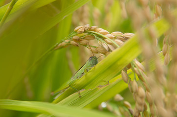 稲穂とイナゴ