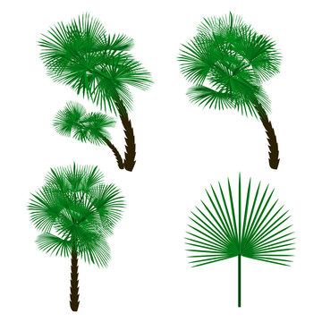 Set green palm tree isolated on white background. illustration