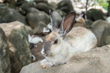 Little rabbit on rock