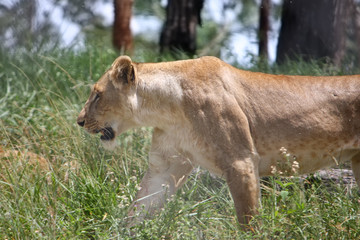 Female lion prowling through bush