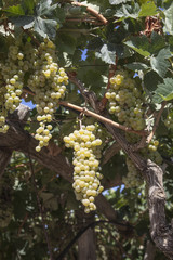 Uva nella vigna pronta per fare il vino