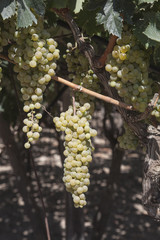 Uva nella vigna pronta per fare il vino
