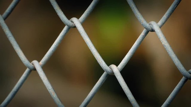 Animal Behind Wire Fence Abstract
